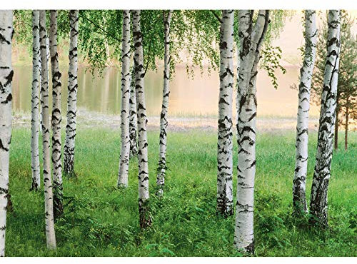 Birken Tapete in Grün Weiß | Birkenwald Fototapete mit See ideal für Schlafzimmer und Flur | Vlies Fototapete mit Wald Motiv