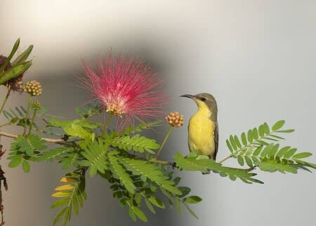 adrium Cuadro compuesto de aluminio 60 x 40 cm: Purple Sunbird (Nectarinia Asiática) sobre perca (131970701)