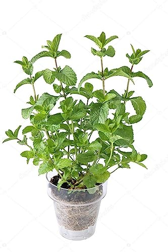 Mentha Spicata Fresca Planta de Hierba Buena Natural Ideal para tus Infusiones