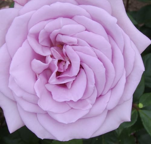‘Twice in a Blue Moon’ - Lilac - Hybrid Tea Rose – 4L Potted