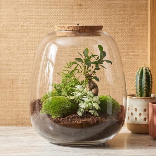 urbanjngl - urbanjngl.com - Emma - Bonsai White - Flaschengarten mit Licht - DIY Terrarium mit Pflanzen im Glas - Ø 23 cm ↑ 25 cm