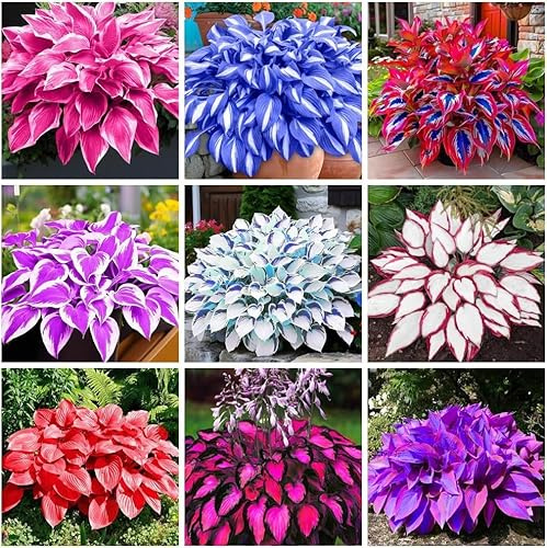 200+ Mixte Hosta - Faible entretien et grande valeur ornementale Excellent pour l'environnement Ombre - Aménagement paysager - Tolérant Décoration intérieure Aménagement paysager, Croissance rapide
