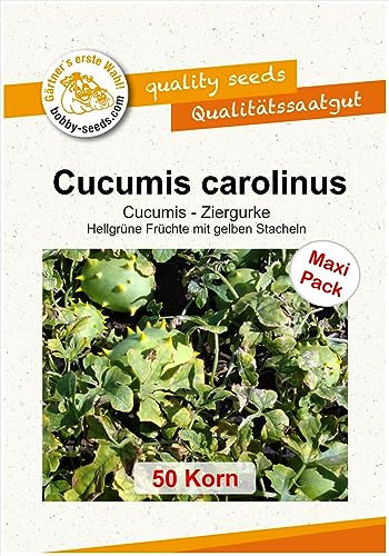 Ziergurkensamen Cucumis carolinus 50 Korn