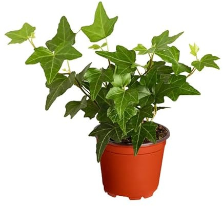 Hiedra Planta de Interior Natural y Ornamental