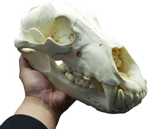 WYRMB Fleisch, 31 cm, anatomisches Bärenschädel-Modell, lebensgroße Nachbildung des tibetischen Pferdes, Bärenschädel-Anatomie-Kopfmodell, Innendekoration, Requisiten, Ornament