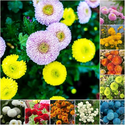 semillas de crisantemo Serie de raras inusual otoño resistentes cortadas Pompón crisantemo prado perennes resistentes 400pcs
