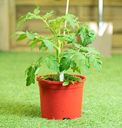 THOMPSON & MORGAN Tomato Verand Red Garden Plant Half Hardy Annual Flowering Garden Plants Fruit Easy to Grow Your Own 1x Seed Packet