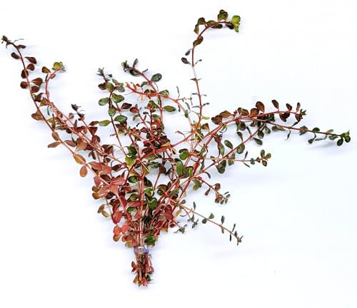 Floratica 12 X Rotala Indica Live Aquarium Plants Tropical Fish Tank Shrimp Safe Snail Free (12)