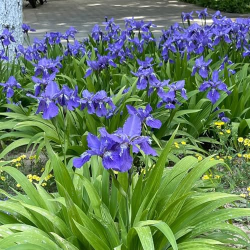iris jardín balcón de temprana jardín balcón de 2bulbos