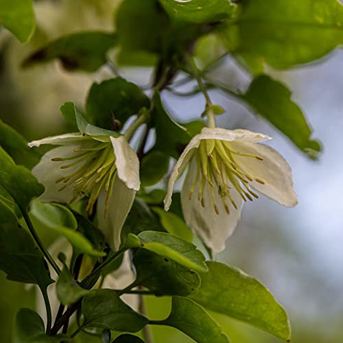 Winter Flowering Clematis cirrhosa 'Jingle Bells' Old Man's Beard Fragrant Cream Bloom Evergreen Hardy Perennial Easy to Grow Your Own Garden Flowers 2.5-Litre Potted Plants By Thompson and Morgan (1)
