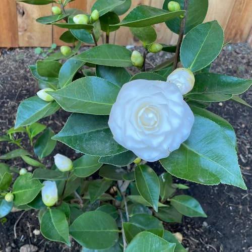 semillas de camelia - semillas de exóticas camelia japonica - regalos inusuales de otoño resistentes variedades antiguas 40pcs