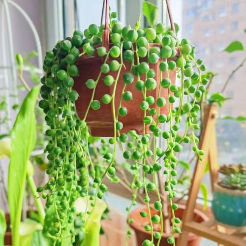 Semi appesi di pisello, Senecio rowleyanus, pendenti d'appartamento verdi Le da balcone sono perenni resistenti d'appartamento 400pcs