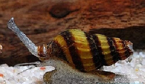 Raub Schnecke - Anentome Helena (6 Stück) super Schneckenfresser Schnecke
