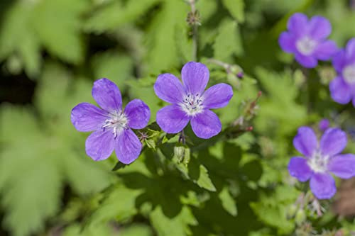 Geranium sylvaticum 'Mayflower' 9x9 cm Topf – Winterhart & Mehrjährig & Pflegeleicht – Wald-Storchschnabel – Staude für Beet & Gehölzrand