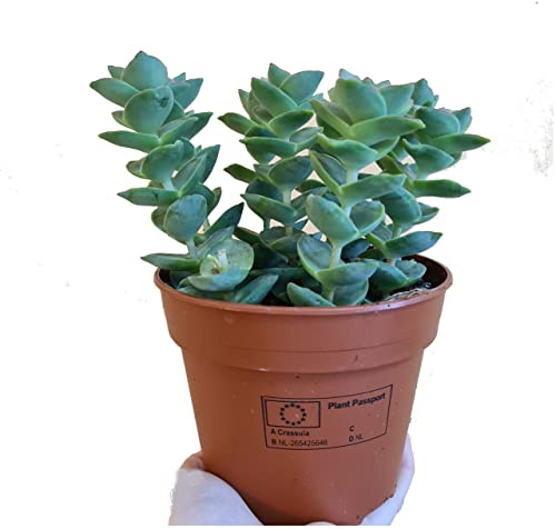 Suculenta Natural Crassula Perforata Planta de Interior de Crecimiento Rápido