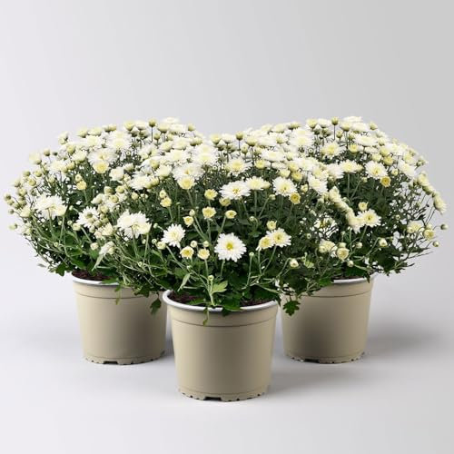 Chrysanthemen, weiß, Topf-Ø 19 cm, 3 Pflanzen