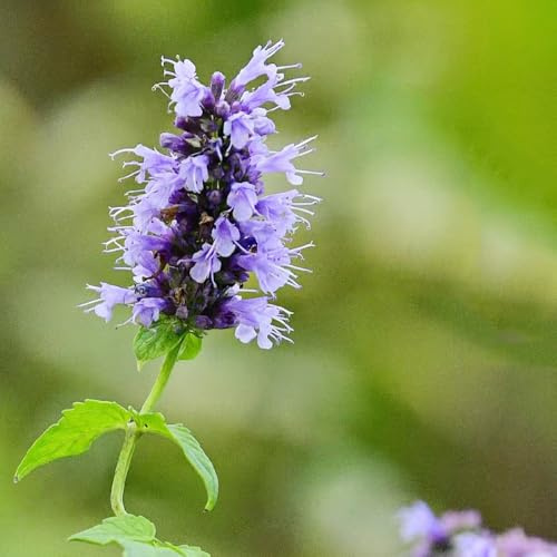semi di ortica profumata, giardino roccioso semi di rare prodotti sostenibili per giardino 300pcs