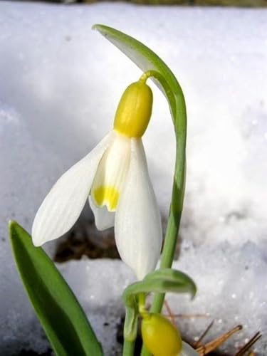 Mysteriöse magische Glühbirne, Mehrjährige Blumenzwiebel ist winterhart, Lebende Pflanzen,Blumenzwiebel Mix, Luftreinigung-3 Schneeglöckchen zwiebeln-H