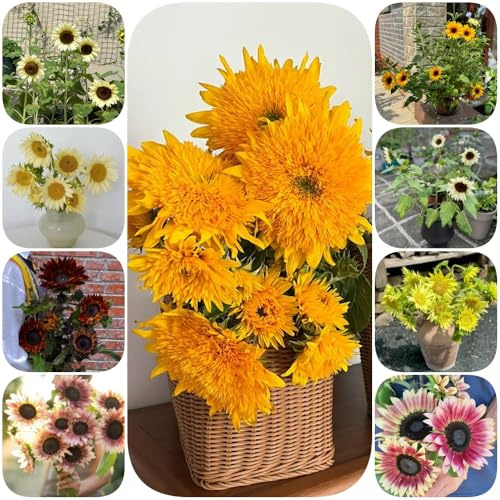 Sonnenblumen, stauden winterhart mehrjährig exotische sommerblumen blumendeko gartendeko für draußen balkonpflanzen blumenbeet alte sorten bio blumensamen seltene blumenwiese 125Samen