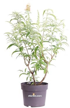 Pianta di Buddleja Davidii Albero delle Farfalle pianta ornamentale da esterno pianta vera da fiore vari colori venduta da eGarden.store (Buddleja Davidii White Profusion)