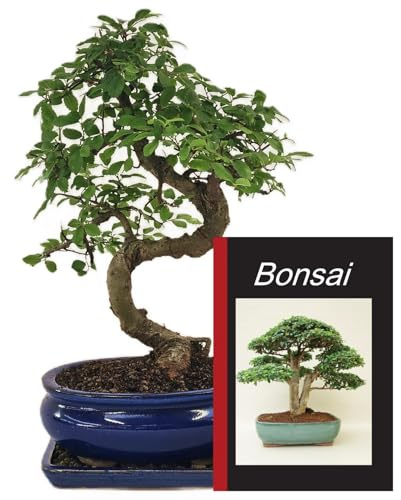 Anfängerset Bonsai-Set Ulme - 3 teilig - ca. 30 cm hohe chin. Ulme, 1 Bonsai Buch und 1 Untersetzer