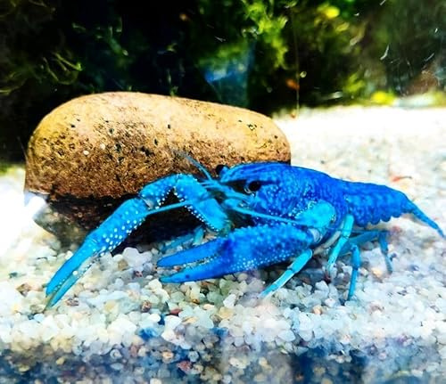 Generisch Garnelenglück - Blauer Floridakrebs - Procambarus alleni - 1x Pärchen (6-8 cm)