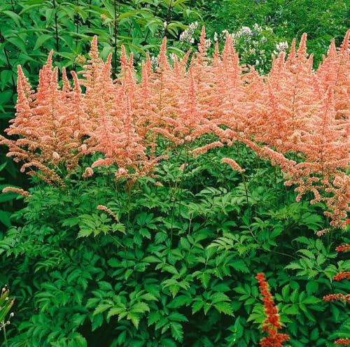 Astilbe x arendsii 'Anita Pfeifer' 9x9 cm Topf – Winterhart, Mehrjährig, Pflegeleicht – Prachtspiere – Staude für Beet & Schattenbeet