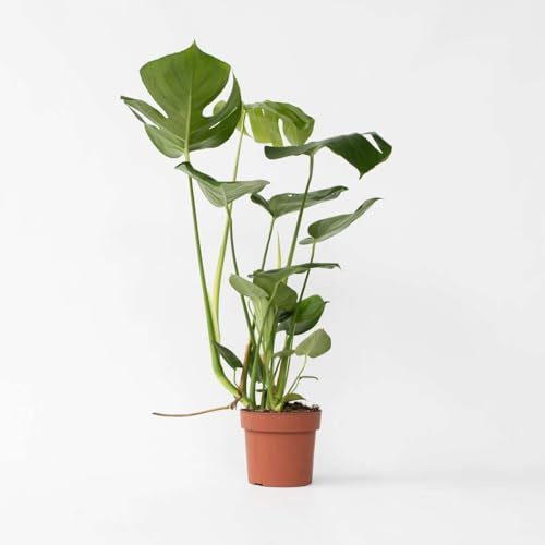 Monstera Deliciosa - Plante à trous - 50-60cm - Ø17cm - Plante d'intérieur - Vert persistant