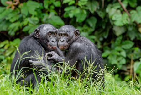 Acryl-Bild 130 x 90 cm: Bonobos im natürlichen Lebensraum auf grünem Naturhintergrund. Der Bonobo (Pan paniscus), genannt der Zwergschimpanse. (94369391)