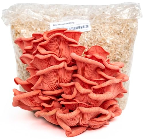 Hawlik Pilzbrut - Rosenseitling BIO Pilzzuchtset/Pleurotus djamor - Bio Pilzkultur - Pilze selber züchten ohne großen Aufwand oder Vorwissen