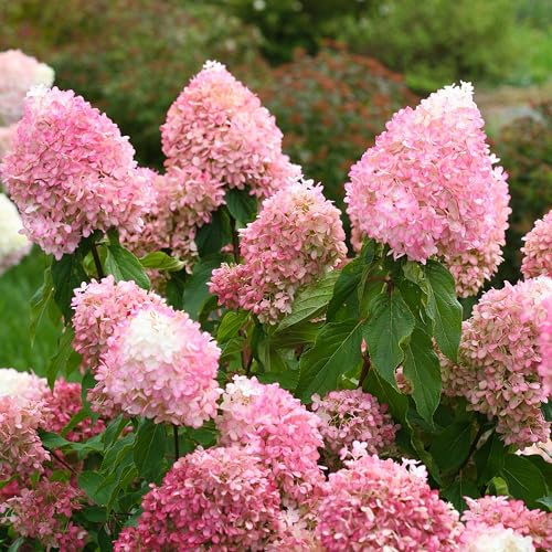 GARTEN SCHLÜTER® Rispenhortensie Pinkachu cremeweiß-rosa | Hortensie winterhart & mehrjährig - Hydrangea paniculata - 1 Pflanze