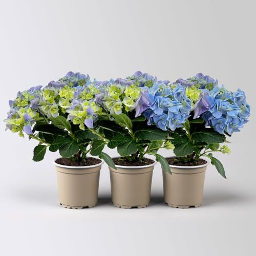 Hortensie blau, mind. 3 Dolden, Topf-Ø 105 cm, Höhe ca. 20 cm, 3 Pflanzen