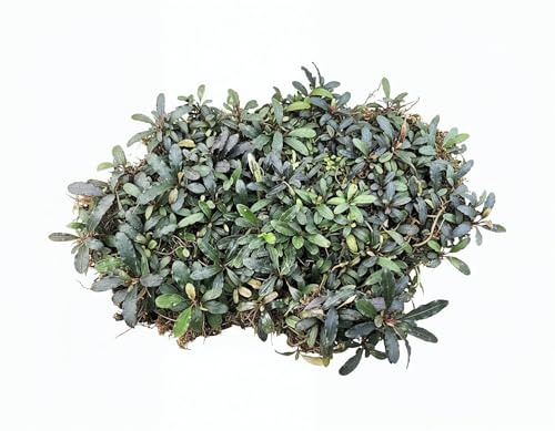NatureHolic Bucephalandra Mix - 5 Aufsitzerpflanzen Wasserpflanzen fürs Aquarium - Langsam wachsende Aquariumpflanze - Für Vordergrund Mittelgrund