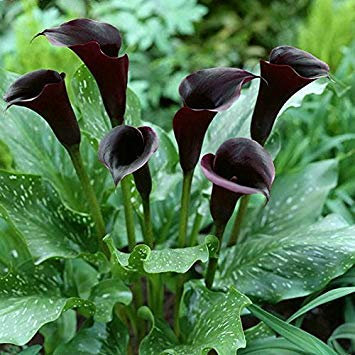 Un pacchetto di 100 pezzi rossi bordo Calla nero Semi balcone in vaso Patio piantare i semi Semi Calla fiore
