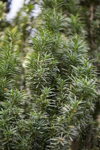 Taxus baccata 'Fastigiata' 15-20 cm – Winterhart, Immergrün, Pflegeleicht – Säulen-Eibe – Heckenpflanze für Garten & Sichtschutz