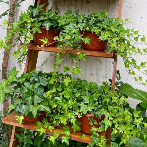 semi di edera, d'appartamento che purificano l'aria Semi di edera a crescita rapida - le rampicanti sono resistenti regali per giardinieri 500pcs