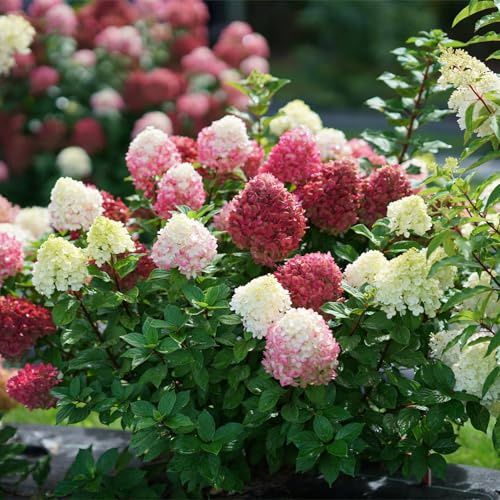 GARTEN SCHLÜTER® Zwerg-Rispenhortensie Little Lime Punch® | Kompakt, Farbverlauf Limettengrün-Weiß-Rosa-Rot, duftend, winterhart & ideal für Beet & Kübel