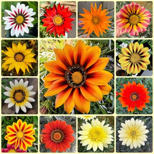 Semi di Mittagsgold, semi di perenne Gazania rigens, da balcone resistenti da giardino 300pcs