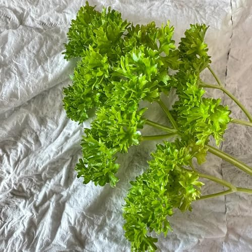 semi di prezzemolo biologico giardino, esotico di prezzemolo perenne, coltivazione di perenni, 500pcs