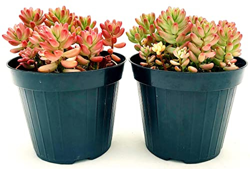 SEDUM RUBROTINCTUM ROSEA ROWLEYANUS, VASO 12CM DIAMETRO, 2 PIANTE, pianta vera