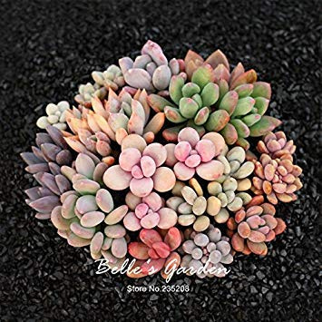 SEMI -10pcs Rare Graptopetalum amethystinum Semi Sedum Scorpion Succulente Piante impianto al coperto casa giardino semi di fiore