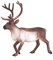 MOJO Reindeer Wildlife Animal Model Toy Figure