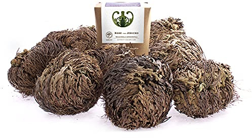 YAKEBA 10 x rose di Jericho | medie | confezione regalo | perfetta per piante da interno o come terrario/giardino in bottiglia | Oltre a Moss o piante in pietra