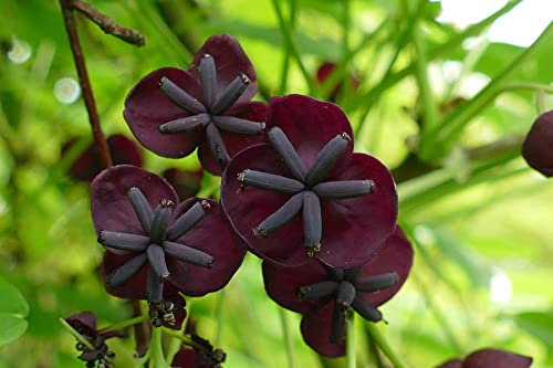 Direct Plants Akebia Quinata Chocolate Vine, Hardy Climbing Plant, 3-4ft Tall, Supplied in a 3 Litre Pot