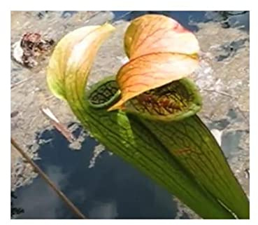 Stk - 5x Sarracenia rubra ssp gulfensis Fleischfressende Pflanzen - Samen B228 - Seeds & Plants Shop by Ipsa