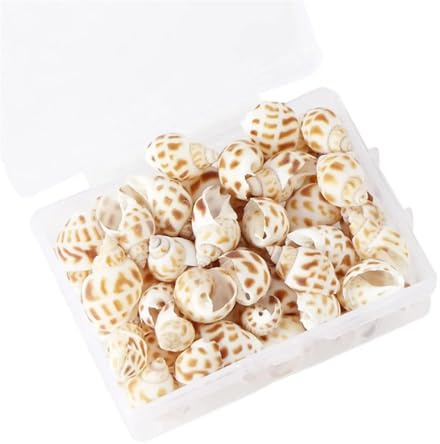 Coquilles de mer Coquilles de mer mixtes, Coquillages for l'artisanat 1 boîte modèle Nature plage coquillages coquillages de mer for bricolage café décor bijoux artisanat accessoires trous coquillage