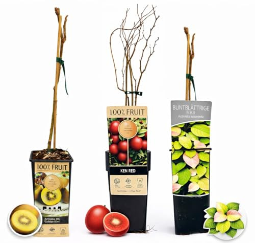 POWERS TO FLOWERS - SET DI 3 PIANTE DI KIWI – GOLDEN KIWI, KENS RED E BUNTBLÄTTRIGE, piante vere
