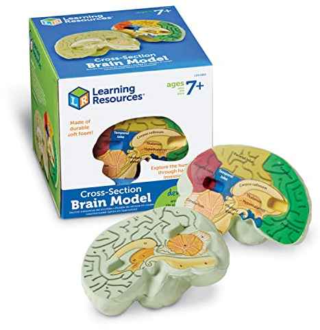 Gehirnmodell Kinder (13 cm), Anatomie Lernspielzeug ab 7 Jahre, Gehirn Aufbau verstehen, beschriftetes 3D Modell, Biologie Unterricht, Schule & Homeschooling, visuelles Lernen