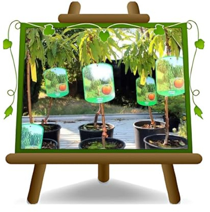 EURO PLANTS VIVAI Melocotonero Enano — Planta Frutal en Maceta Ø 24/26 cm — Altura 80-100 cm — 4 Años — Vivero Italiano