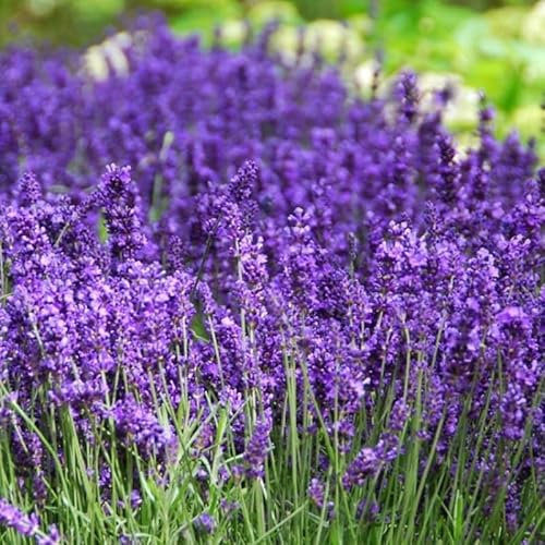 12 x Lavendel Pflanzen XL – Duftende Winterharte Stauden für Garten & Balkon - Lavandula angustifolia Hidcote im 2L Topf 10-20 cm hoch